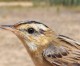Valencian Wetlands Welcome Promiscuous Warbler