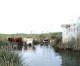 Cattle raising returns to the Pego – Oliva Marsh after 15 years without herds