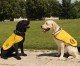 Nearly 100 ONCE Guide Dogs in the Valencian Community