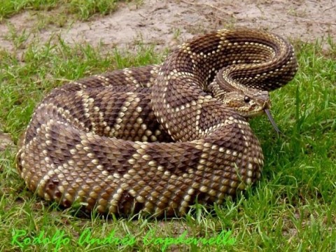 Crotalus_durissus_terrificus