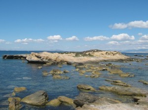 Tabarcasea
