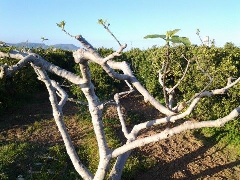 fig