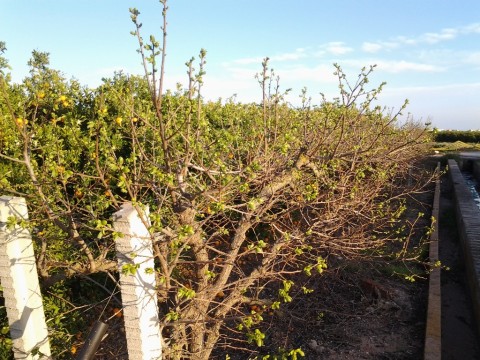 Persimmon Shoots