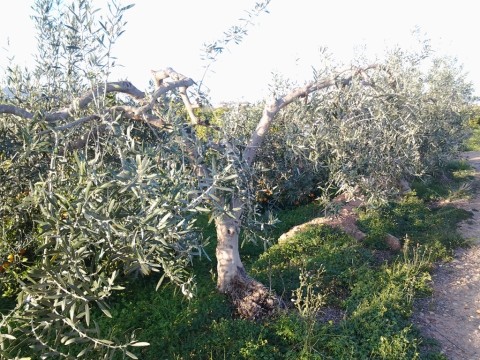 olive