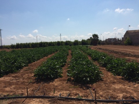 fresh field